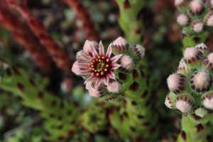 sempervivum tectorum (2) (1200 x 800).jpg